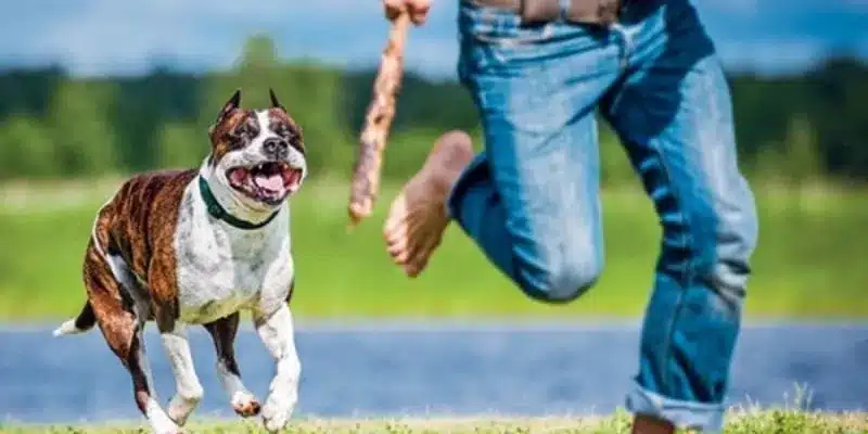 Tìm hiểu ý nghĩa nằm mơ thấy chó đuổi