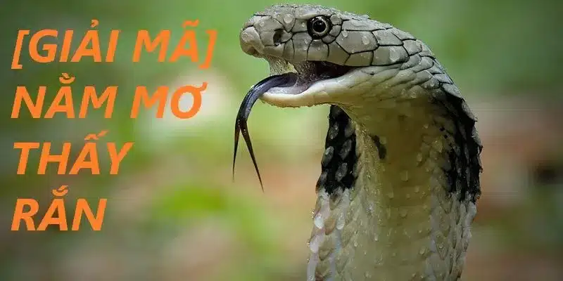 Tổng hợp các loại rắn và ý nghĩa khi nằm mơ thấy chúng