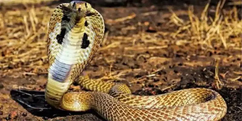 Khám phá ý nghĩa khi nằm mơ thấy rắn cắn
