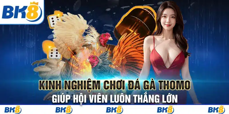 Kinh nghiệm chơi Đá gà Thomo giúp hội viên luôn thắng lớn