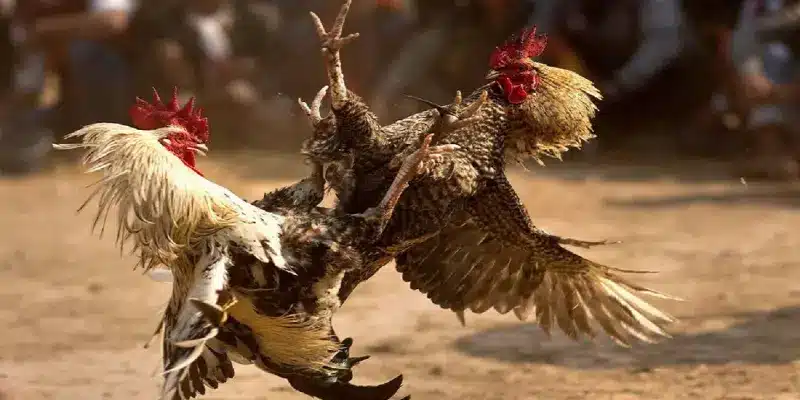 Kinh nghiệm chơi Đá gà Thomo đòi hỏi hiểu rõ giống gà và chiến thuật